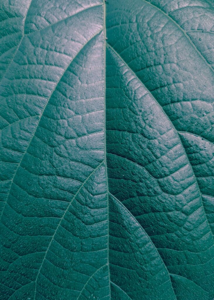 close up photo of green leaf