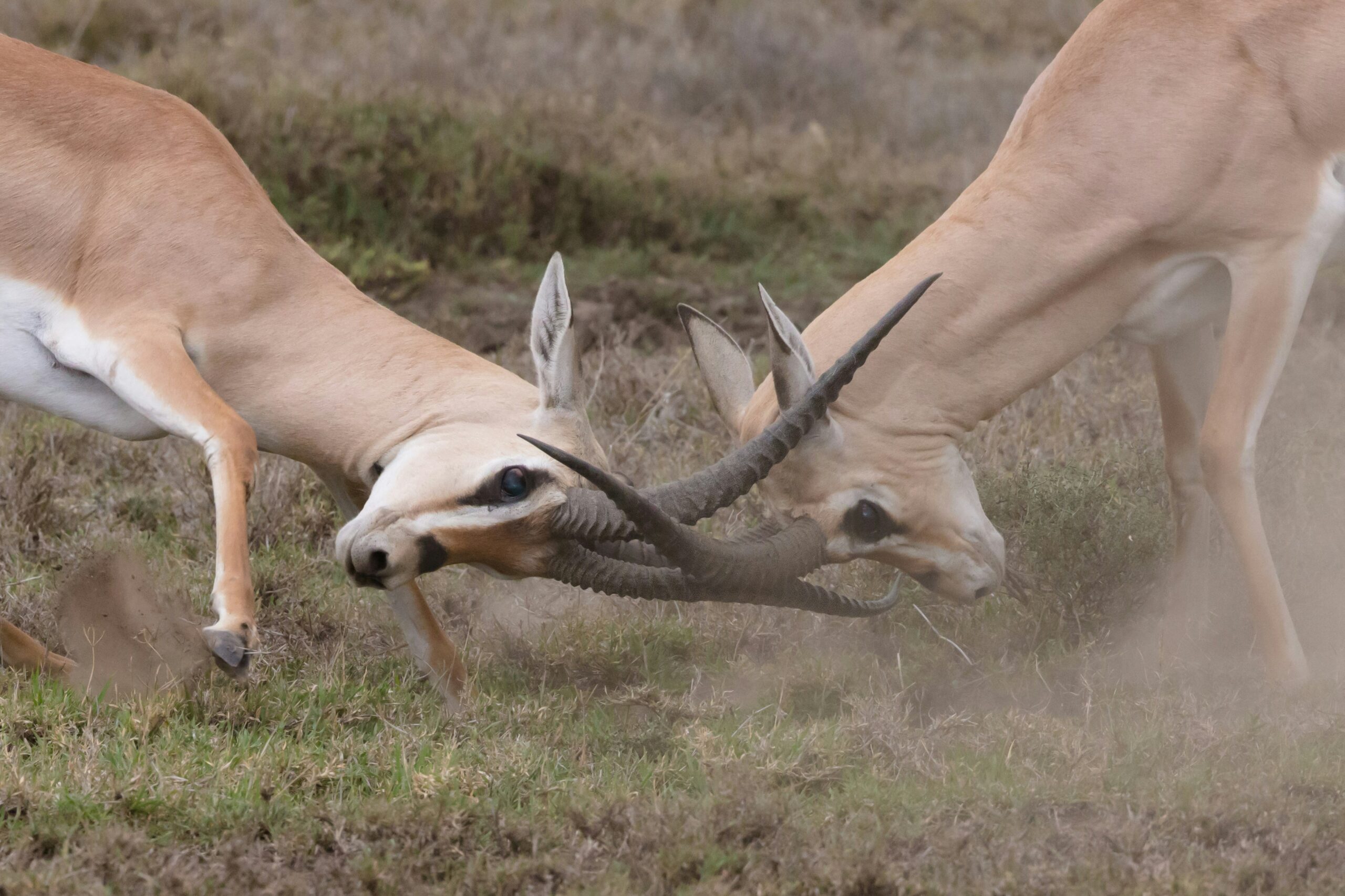 conflict